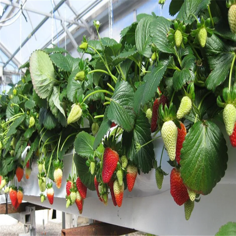 Black&White Plastic Plant Nursery Plant Poly Grow Bags for Hydroponics Coco Peat Grow Bags