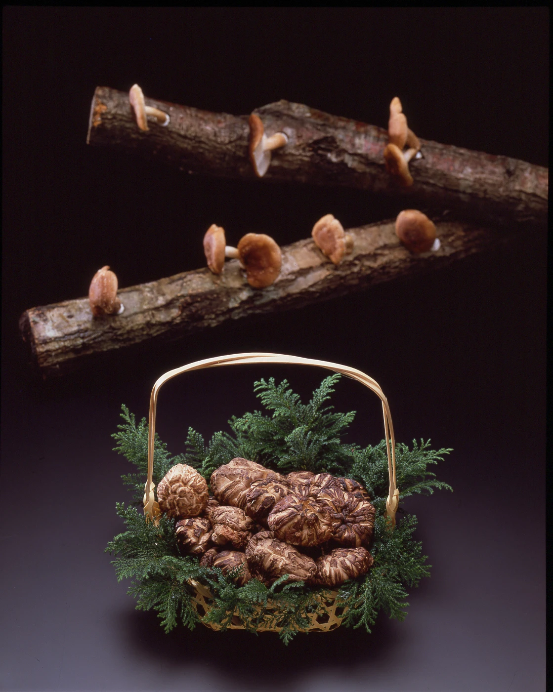 Rich in dietary fiber and potassium dried Brown shiitake mushroom
