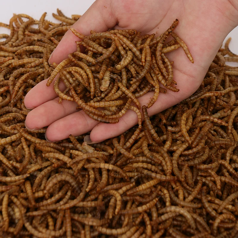 Wholesale export-grade bird food hamster edible yellow mealworm dried mealworm