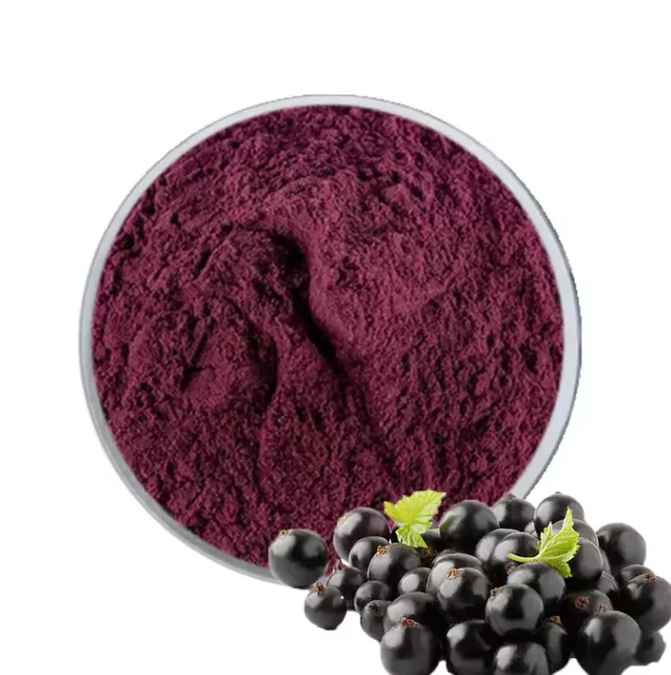 Natural Pure Black Currant Extract Powder Ribes nigrum L. extract with best price