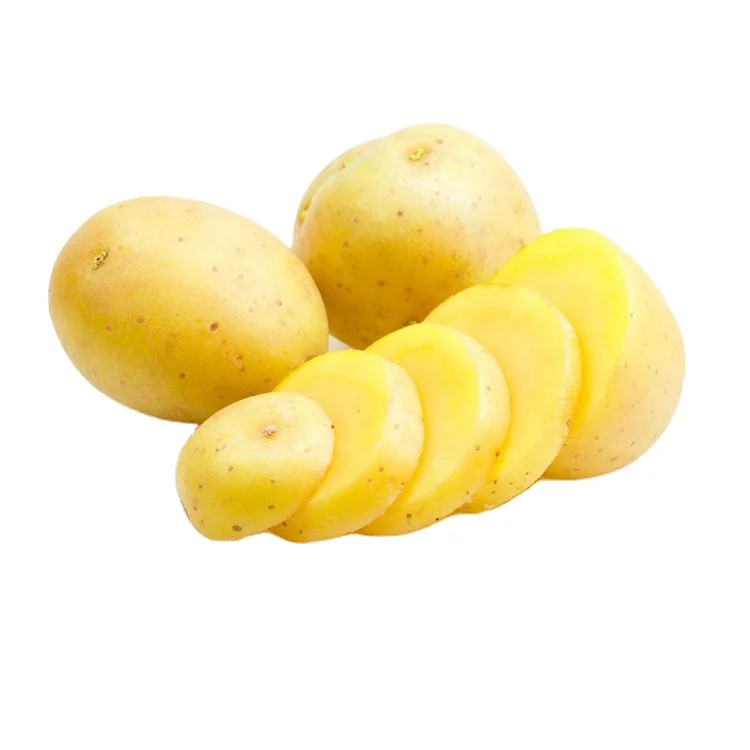 Good wholesale price fresh turkish potato greenhouse