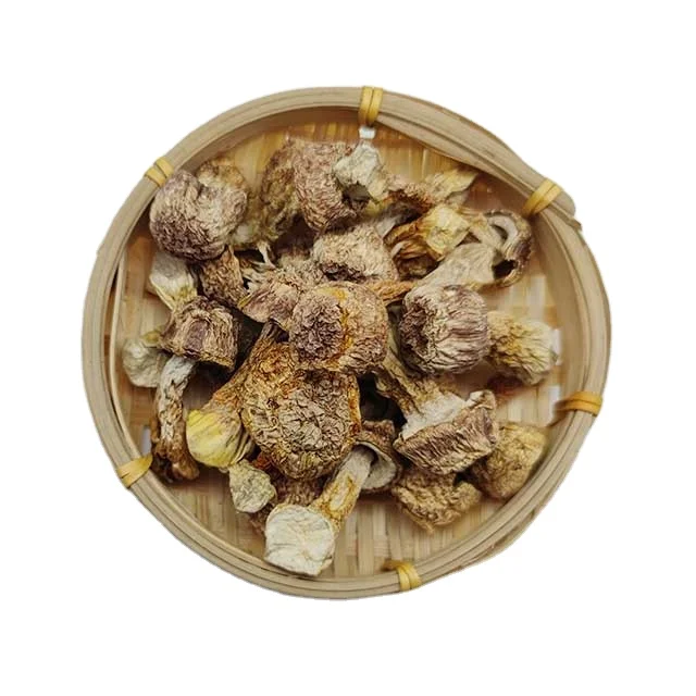 Natural Agaricus Blazei Murill  with High Quality Mushrooms