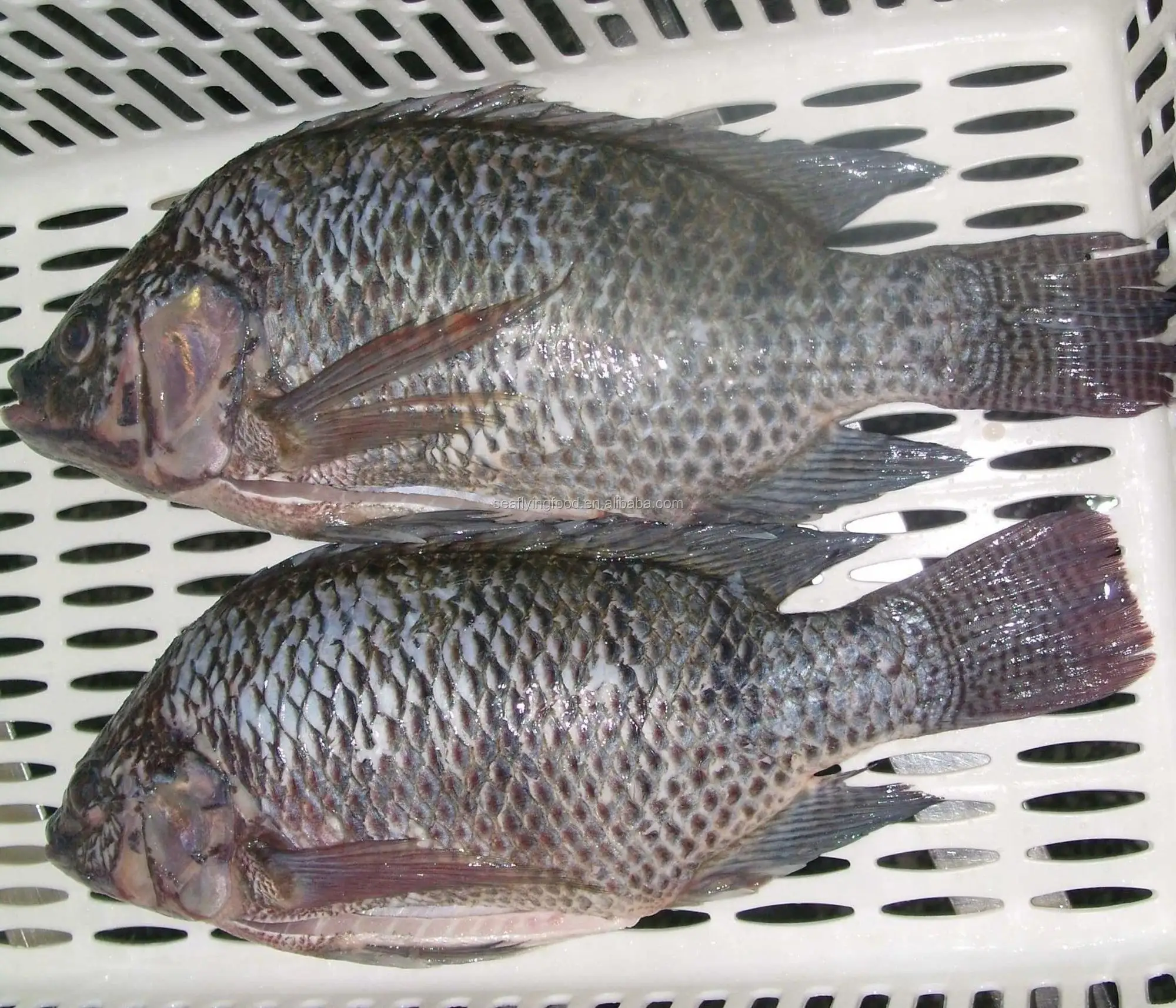 2023 hot-sale China tilapia fillet wholesale price frozen fish frozen seafood Fillet  de tilapia fish ,wholesale tilapia