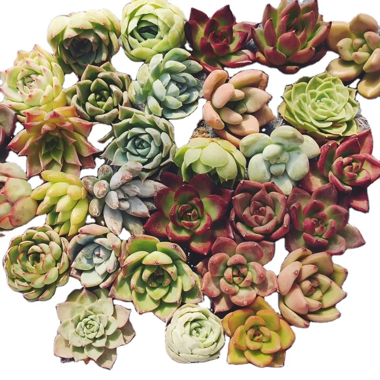 Набор из 30 разных растений Echeveria Z380, живые суккуленты, живое растение, древесное растение, бонсай, комнатное растение, садовая Флора