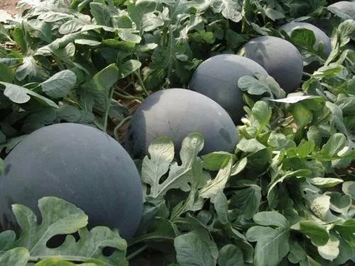 F1 hybrid lemon yellow flesh black skin seedless watermelon seed