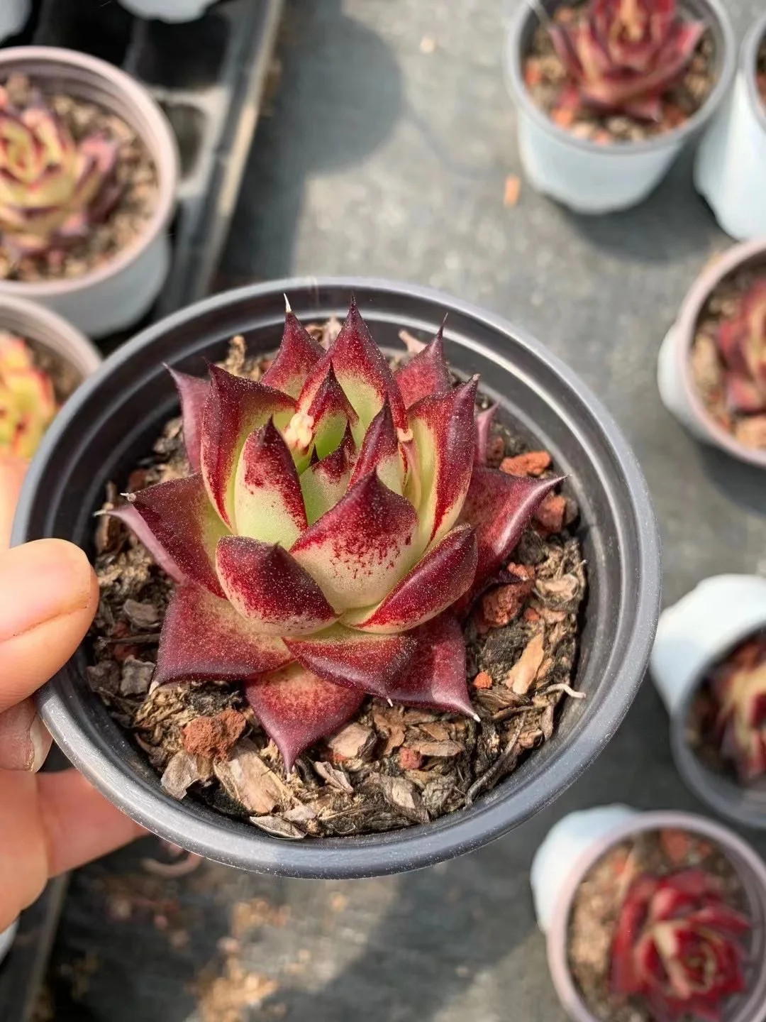 
Medinilla magnifica Lindl succulent plants live for home decoration 