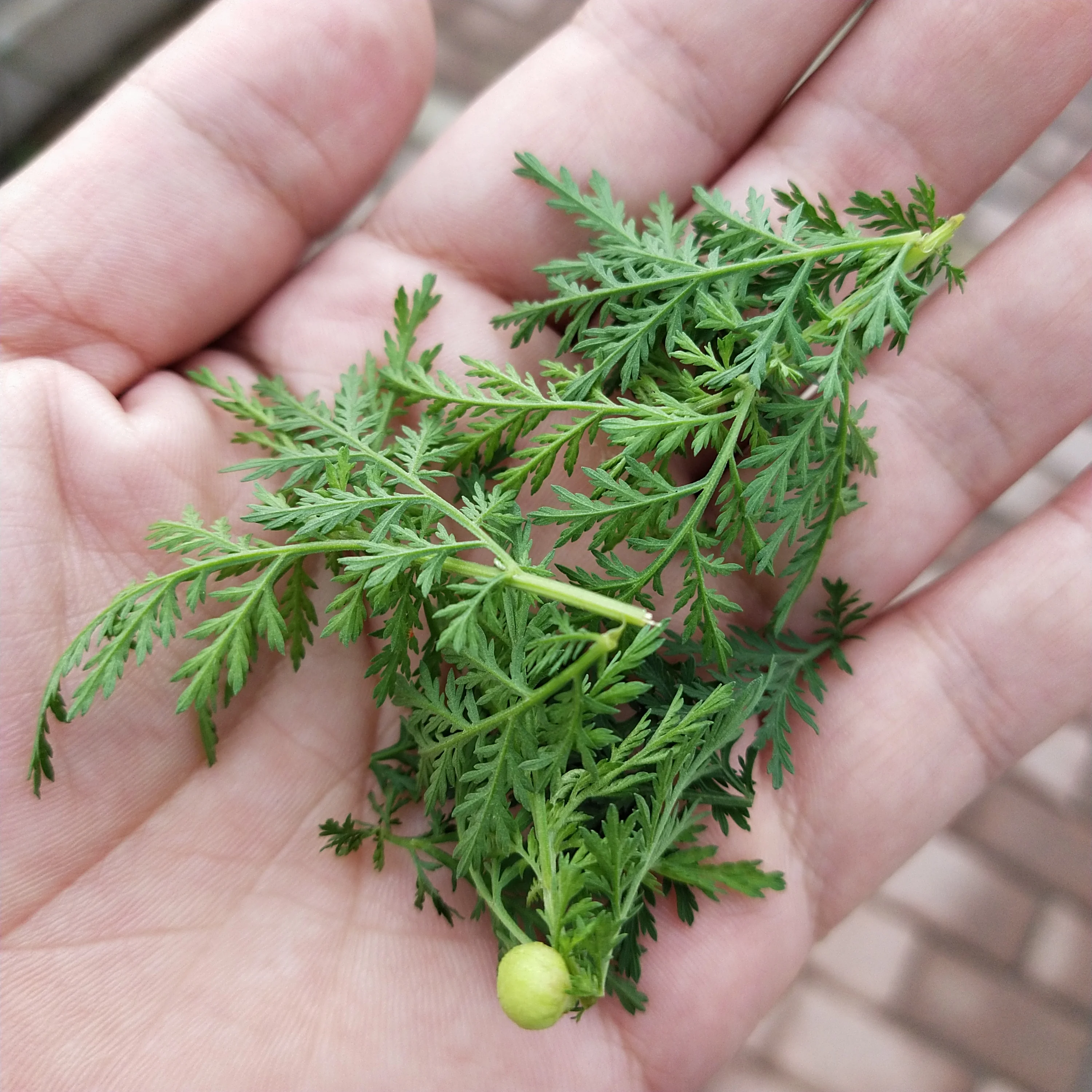 Высококачественные сушеные натуральные необработанные стебли и листья полыни