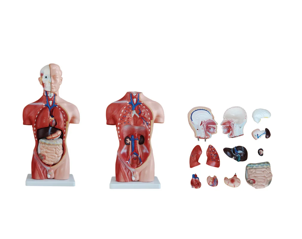 Human Teaching 42CM Male Torso 13 Parts Torso Series Model For Medical School