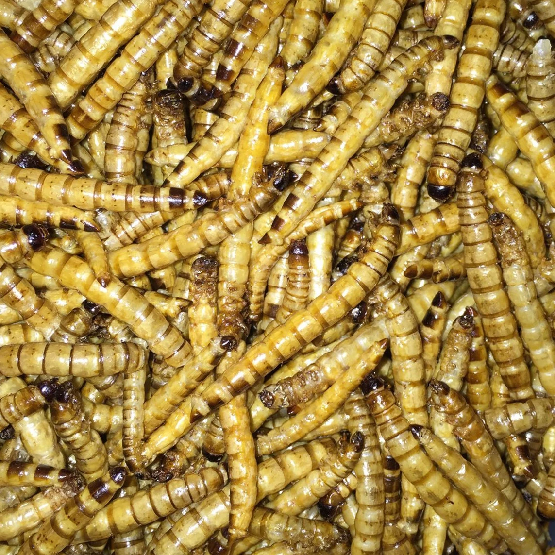 Dried Black Soldier Flies Larva Maggots Insects High Protein Dried Mealworms