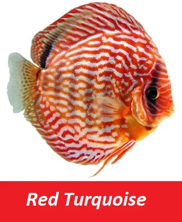 Fish - Best Selling Wholesale Discus Aquarium Fish - Live Discus Fish Various Types and Colors