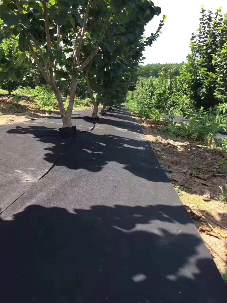 China factory Wholesale High Quality Weed Barrier Landscape Fabric Landscape Fabric Ground Cover Weed Barrier