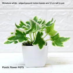 Living room indoor plant decoration mini simulated artificial plant bonsai