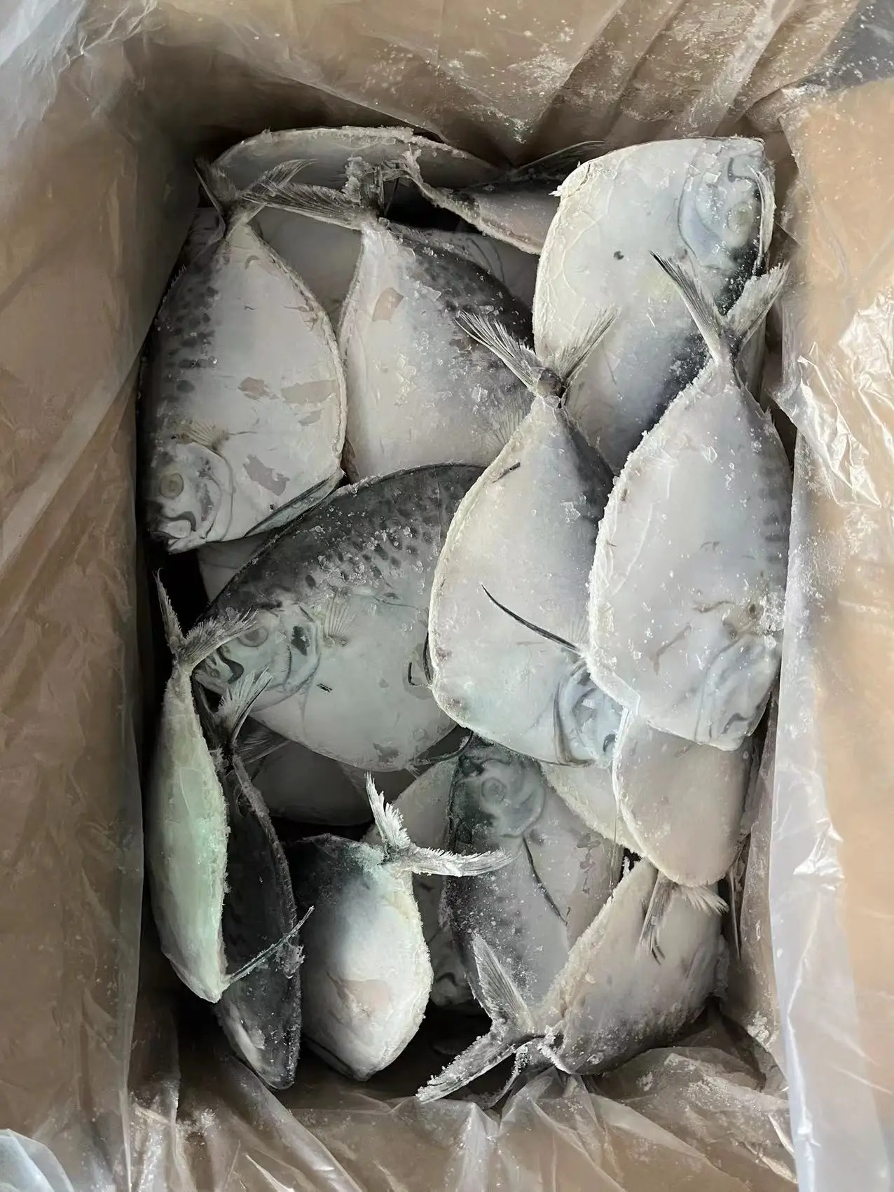 Moonfish Mene Maculata Good Sale Moon Fish Cheap
