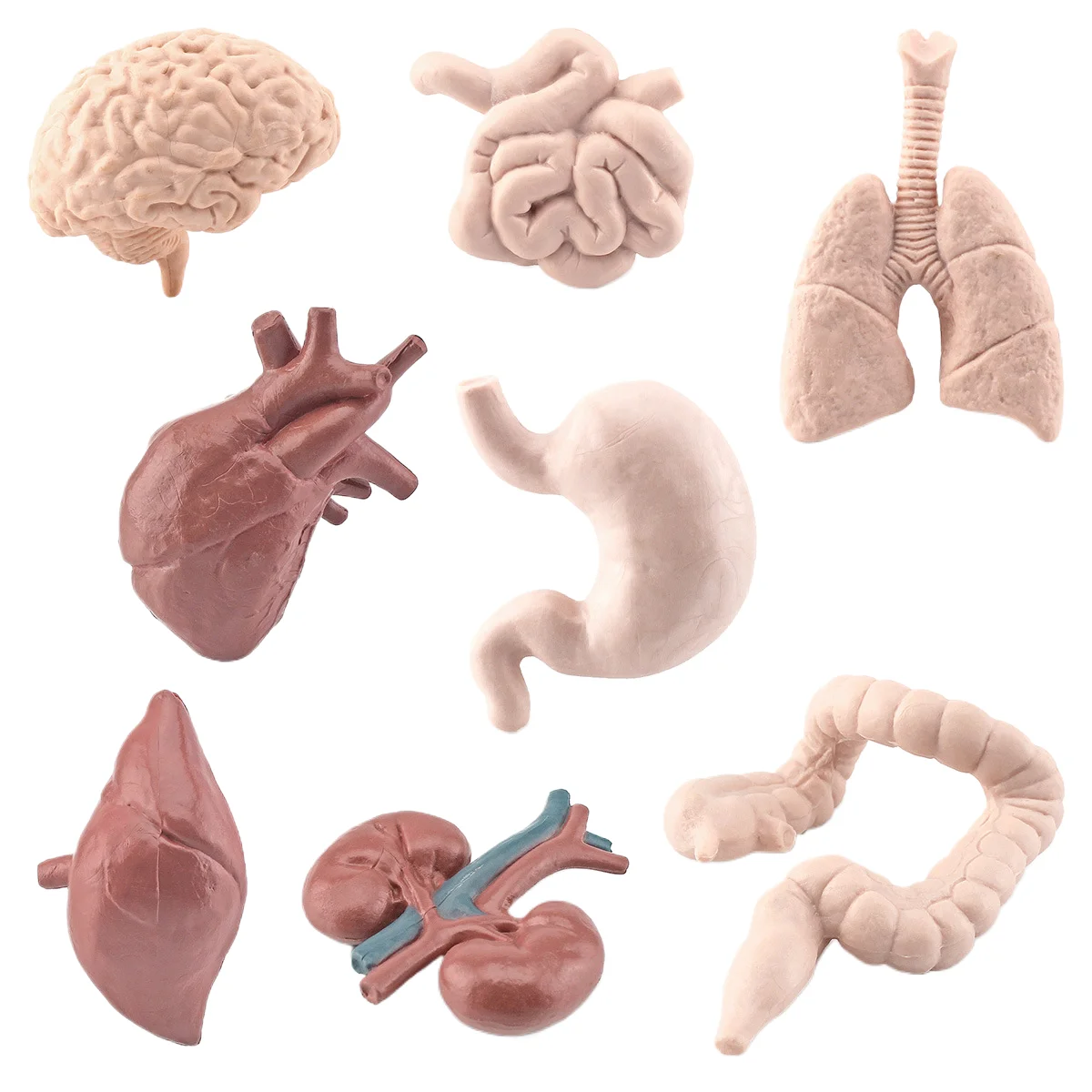 Montessori teaching AIDS for children simulate human organs brain heart gastrointestinal lung liver kidney model