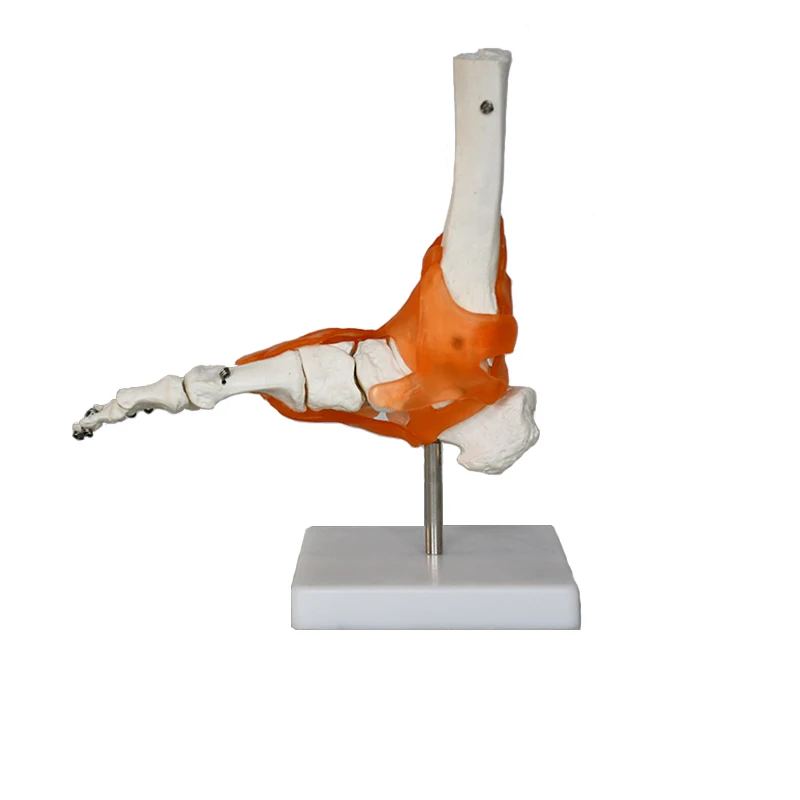 teaching skeleton model PVC bone model Anatomical human   with ligament foot joint model