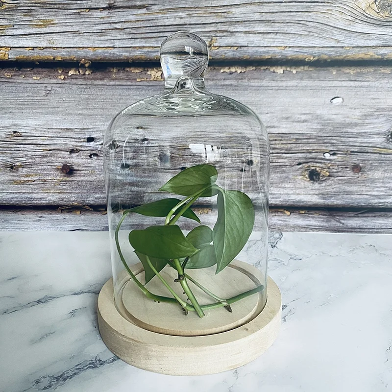 DIY Transparent Blown Glass Flower Cover Micro Landscape Tabletop Decorations for Garden House Jar