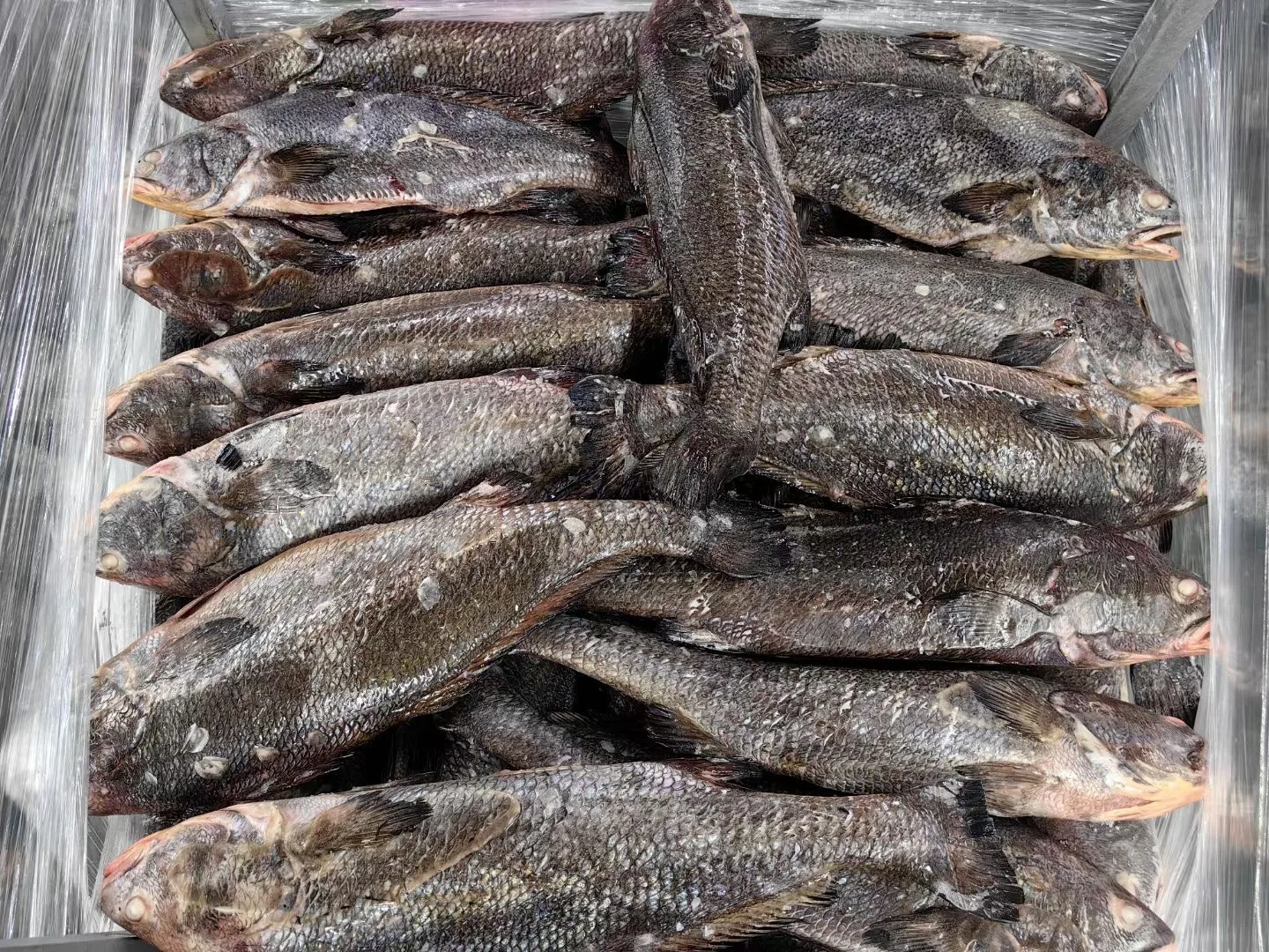 Farm Raised Chinese Croaker Fish Gutted For Sale 4-8kg Iqf Bulk Frozen Brown Croaker G&s