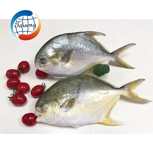 200-300 г замороженная Золотая помпано помфан рыба свежие морепродукты оптовая продажа