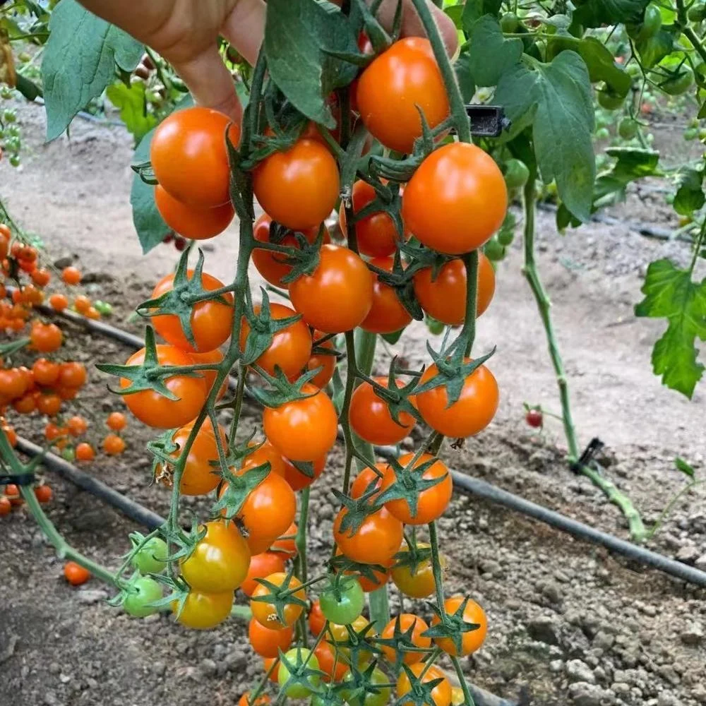 
Wholesale Indeterminate Hybrid F1 Sweet Orange Cherry Tomato Tree Seeds For planting 