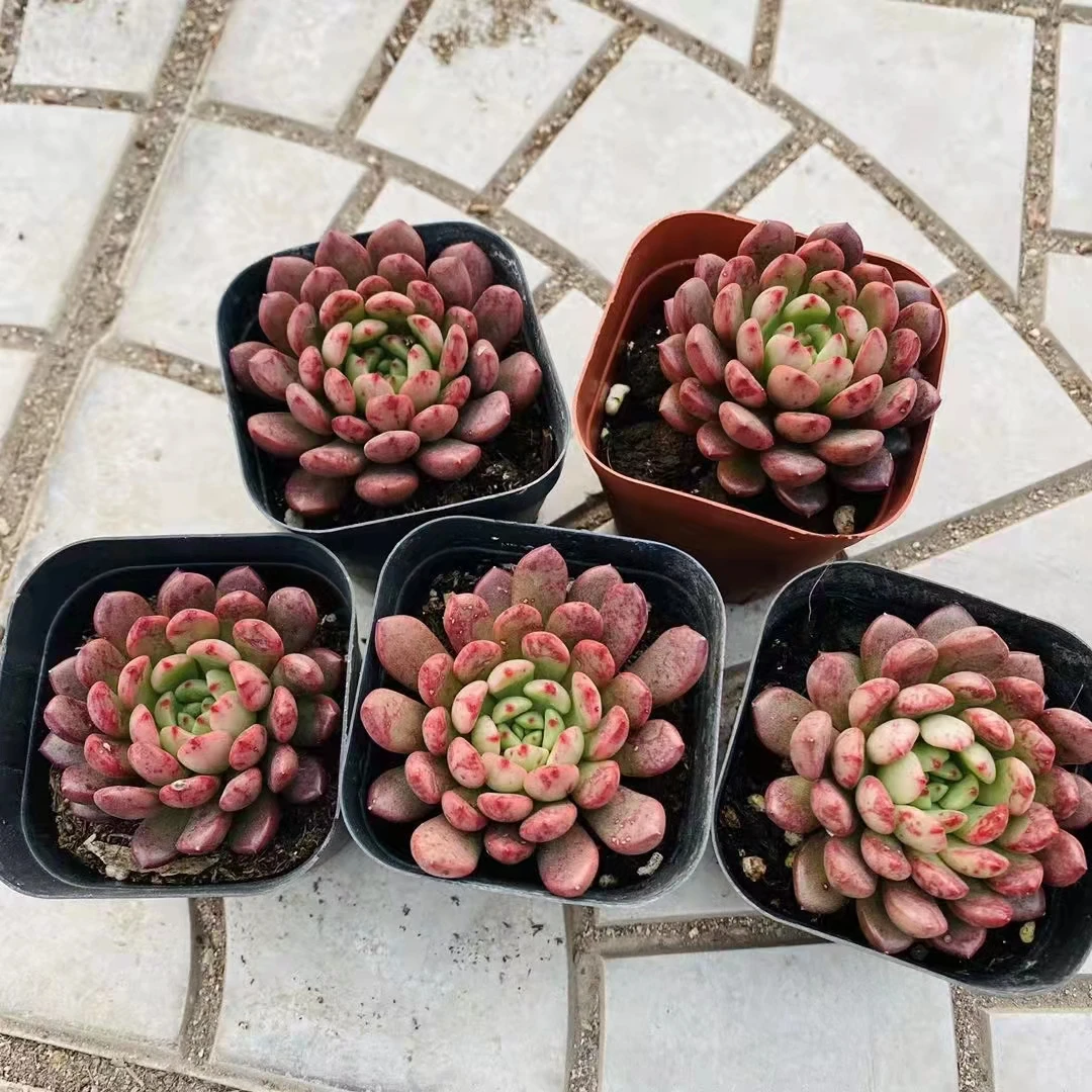 Оптовая продажа, Недорогие Декоративные искусственные мини-суккуленты в наличии