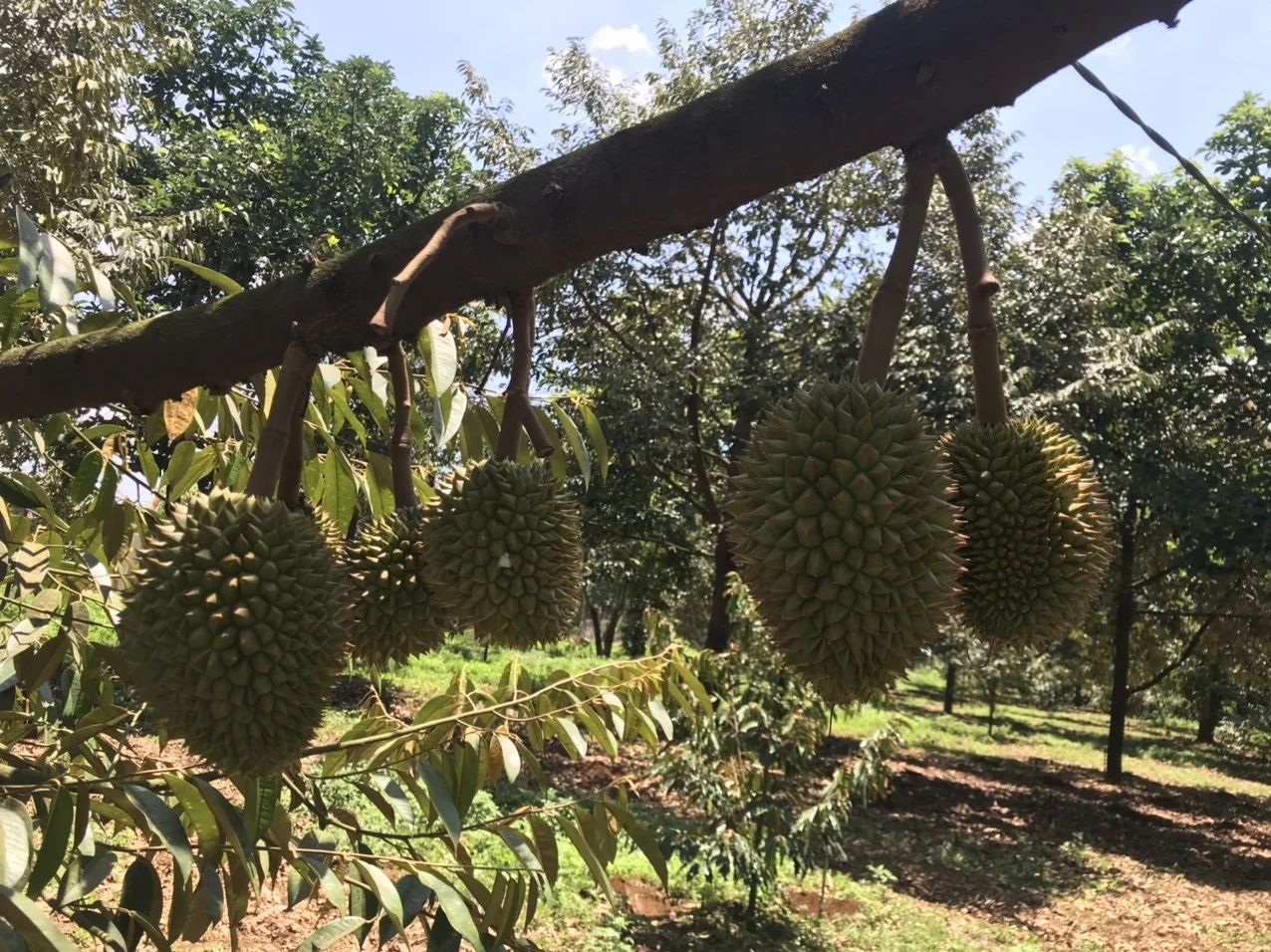 
Best selling products 2021 in Vietnam significant-good Frozen Durian hot sale 