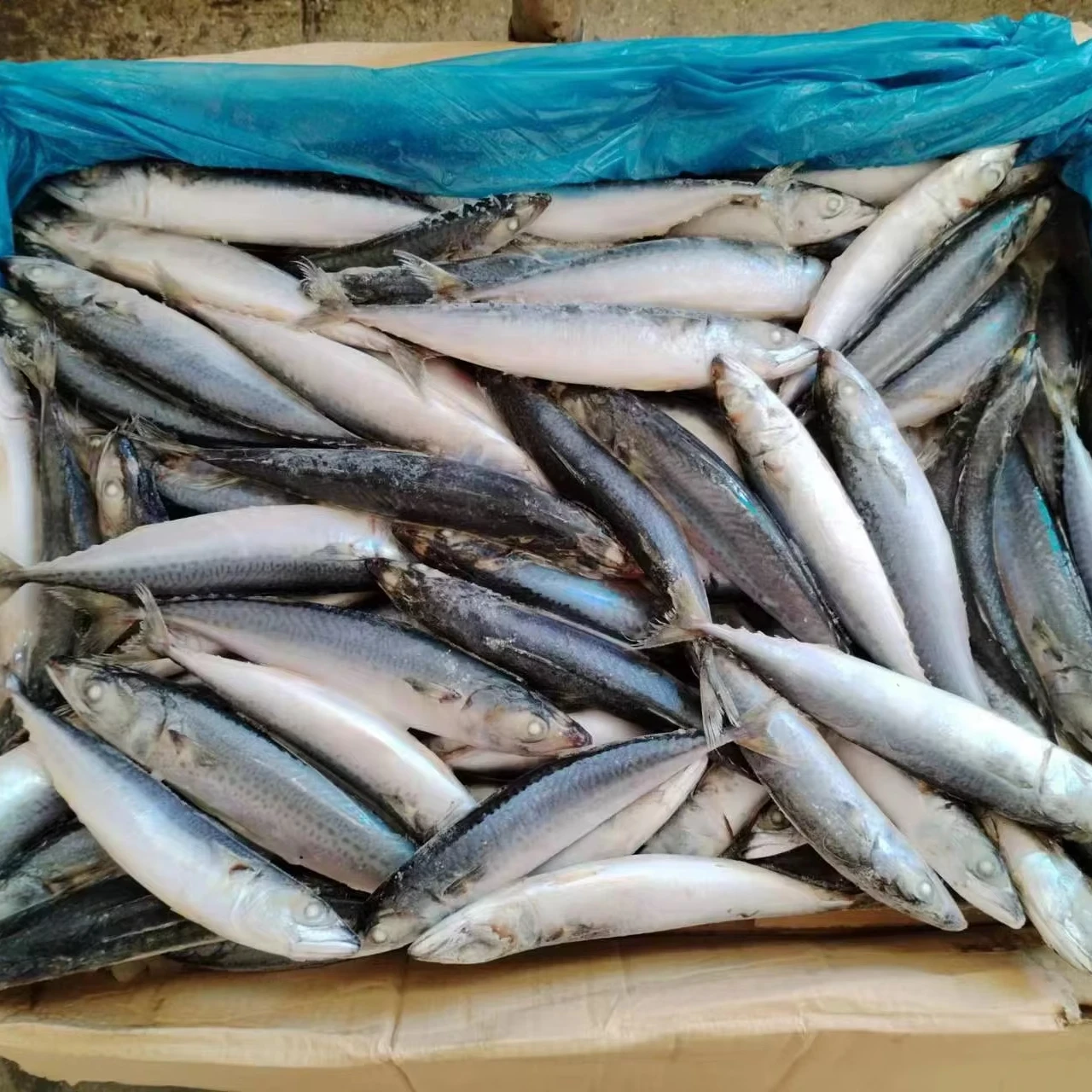N-37 Hot Sale Pacific Mackerel Scomber Japonicus High Quality Pacific Mackerel Whole Round