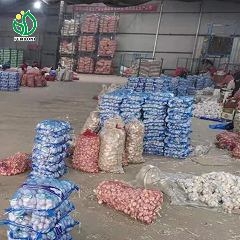 2024 excellent quality garlic fresh garlic garlic exporter from Chinese wholesaler