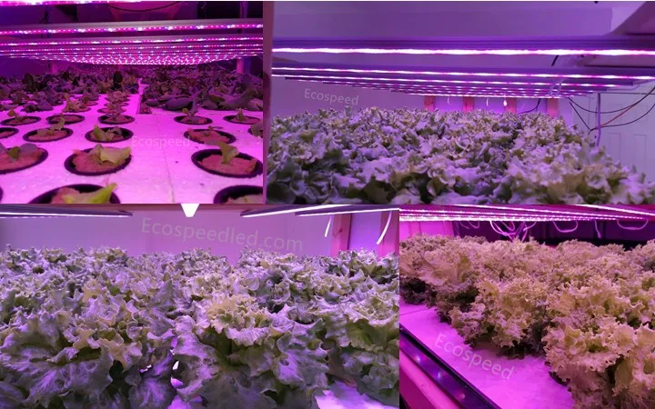Ecospeed 3ft 4ft LED Strip Grow Lights Bar for Hydroponics / Vertical Farming System