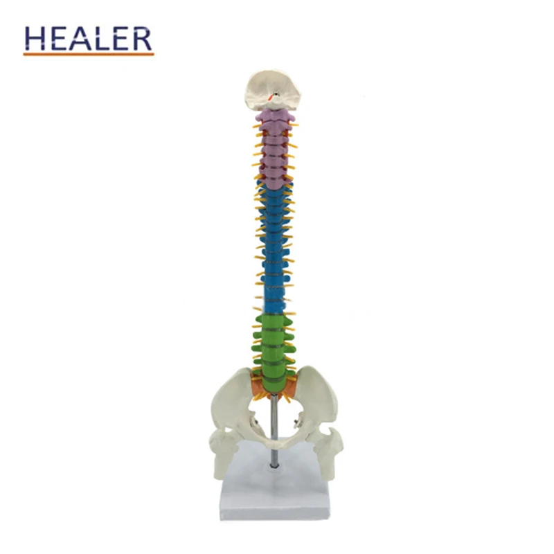 45CM Human Color Detachable PVC  Anatomical Vertebral Column Model Spinal Model with Femur