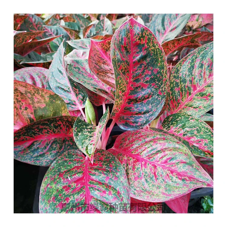 Декоративное растение Китай красное солнце Aglaonema живые растения