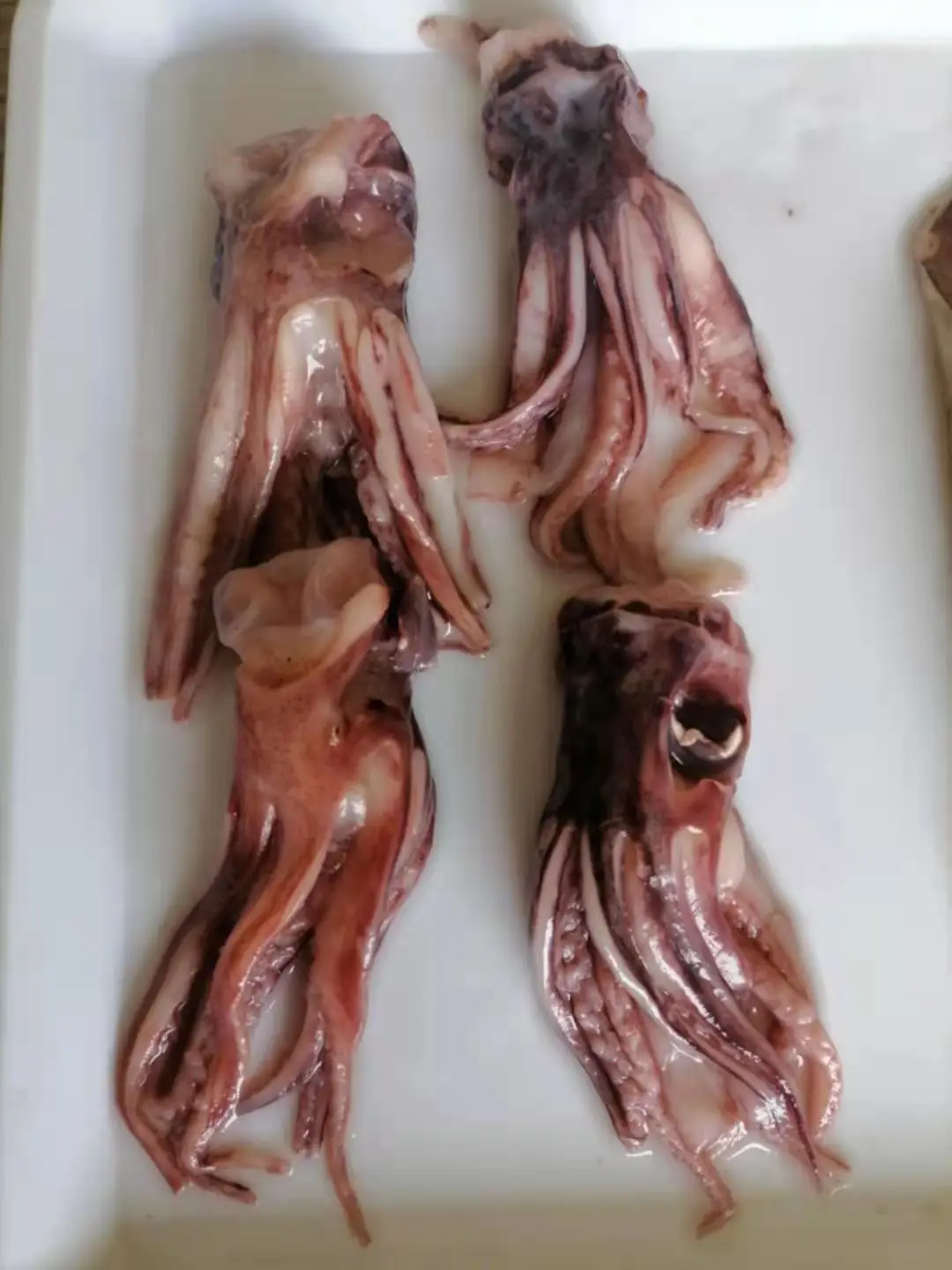  Кальмар щупальца черного кальмар