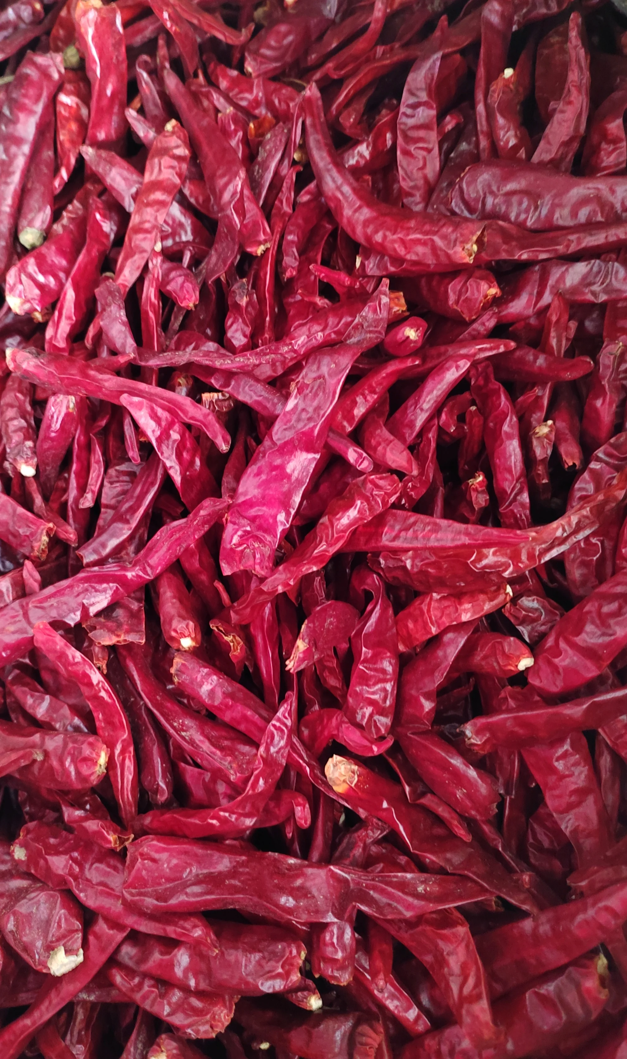 Dried Red Chili Spicy Food Variety in Bulk Packaging for Adding Flavor to Your Dishes