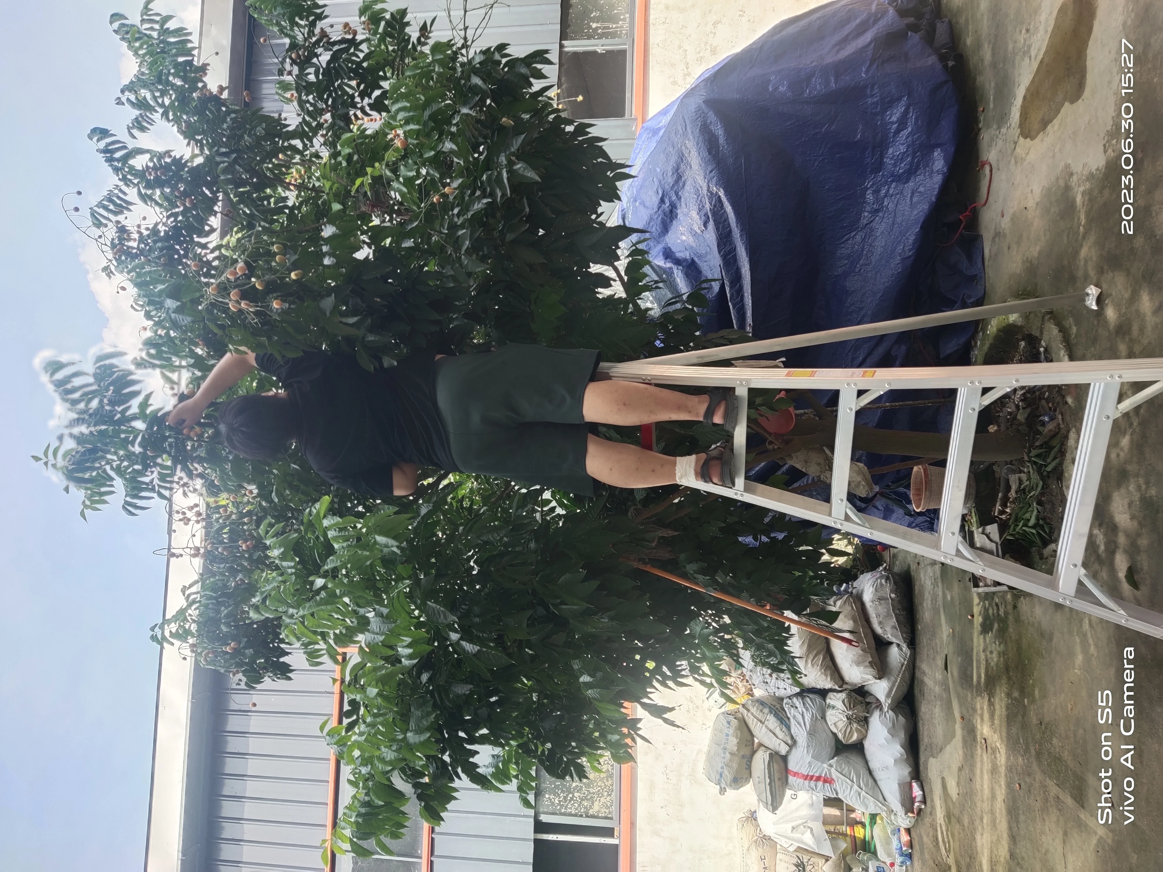 Multi purpose aluminium step orchard position ladder adjustable agricultural ladder