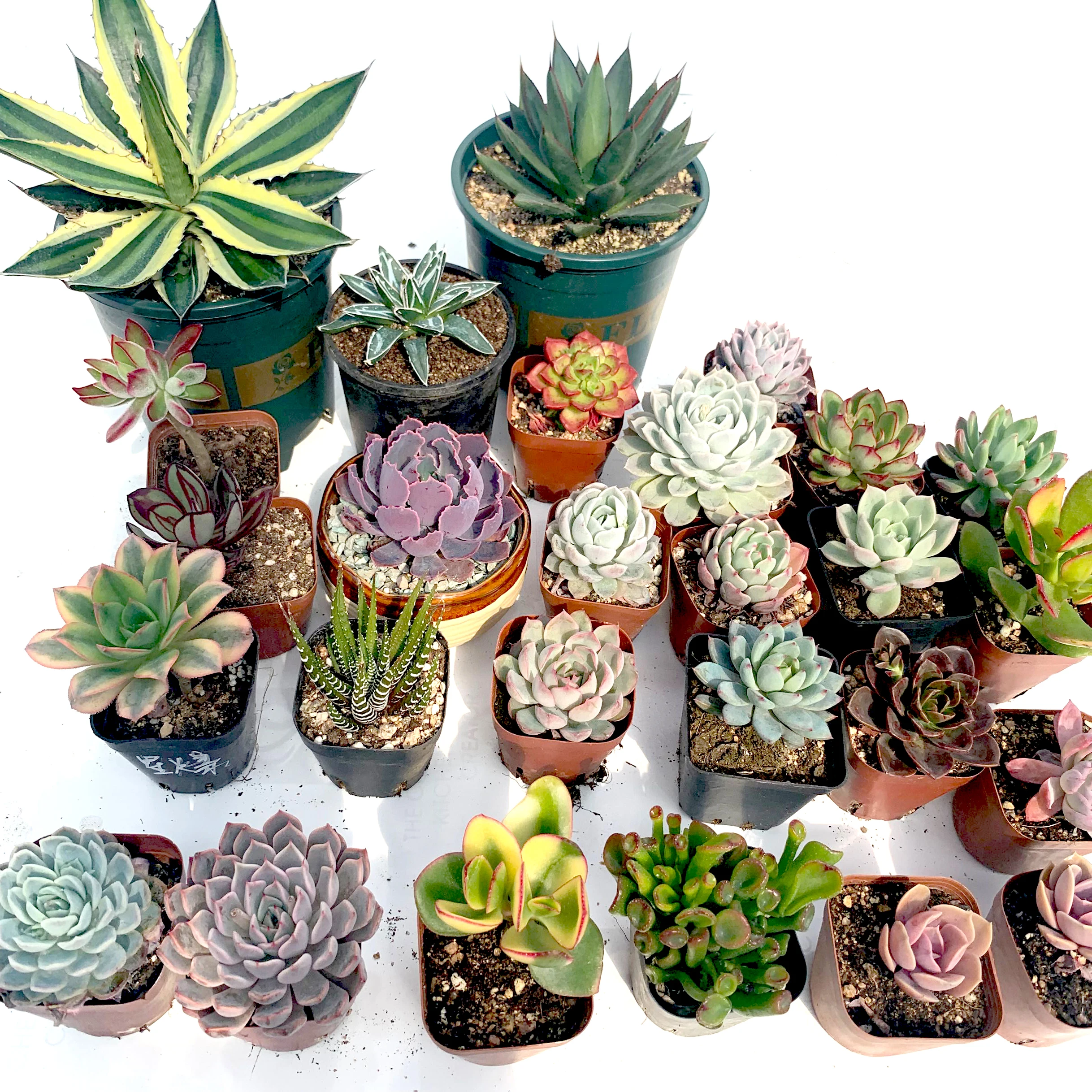 
wholesale New design Haworthia cooperi Baker farming succulent plants for Home and Office Decor 