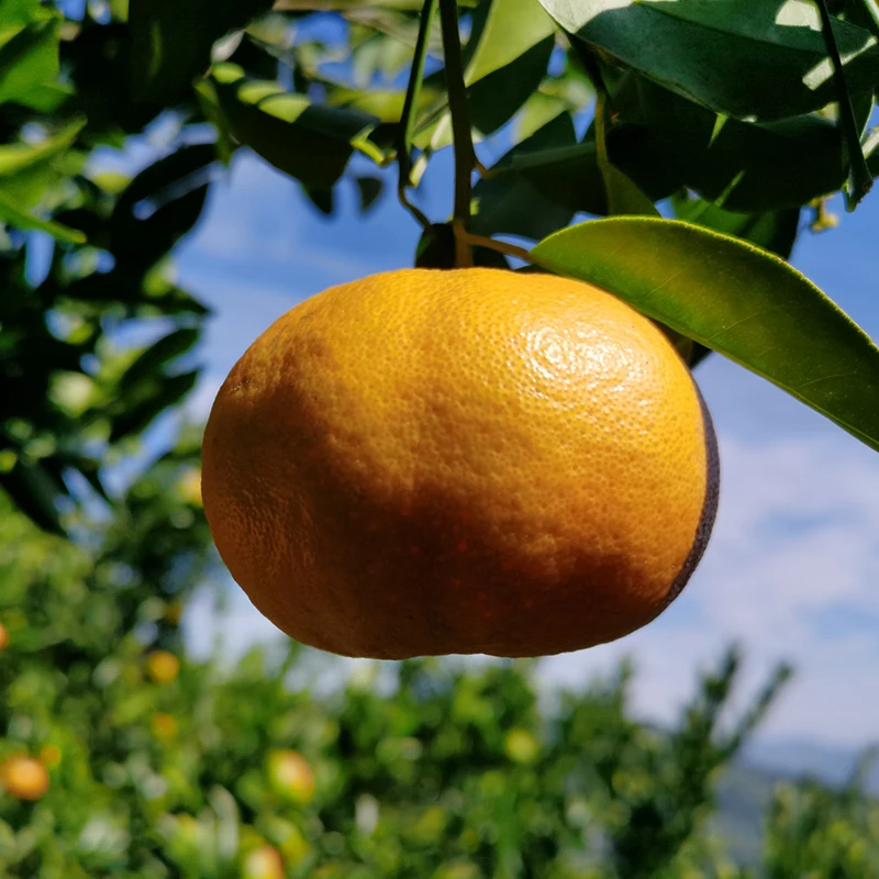 Китайский оранжевый