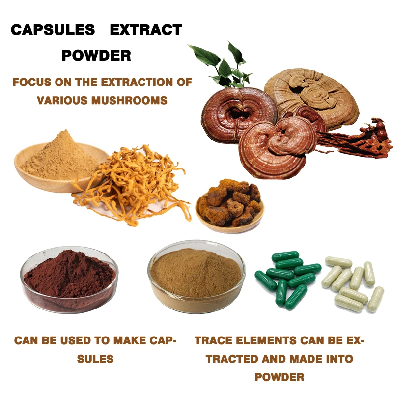 Customized Pure Mushroom monkey head mushroom Capsules hericium erinaceus Capsules Lions Mane Mushroom Capsules