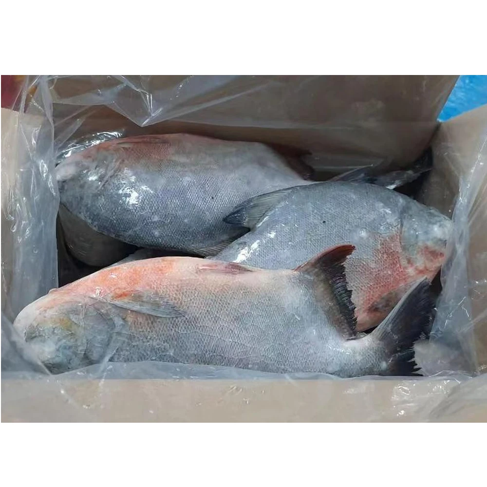 Frozen red pacu fish frozen red pompano fish frozen red pacu pomfret fish price