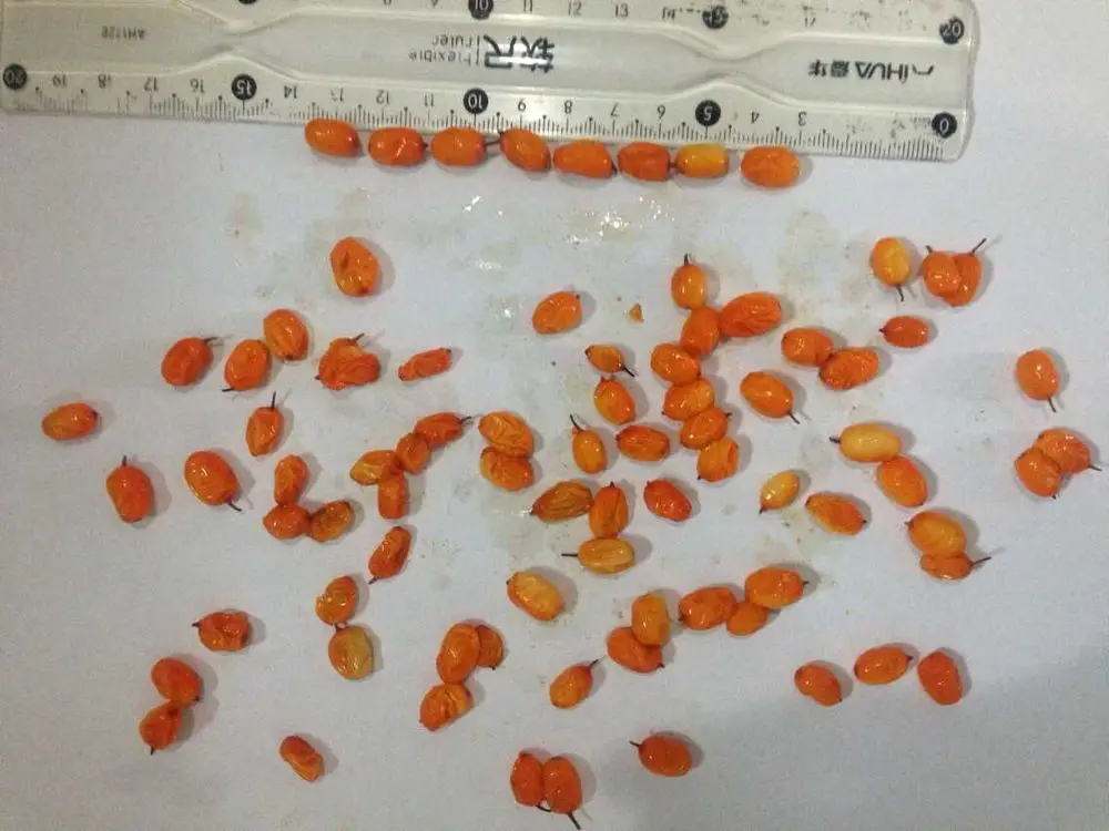 2024 New crop Shelf-stable Frozen fruits IQF berries frozen sea buckthorn origin China