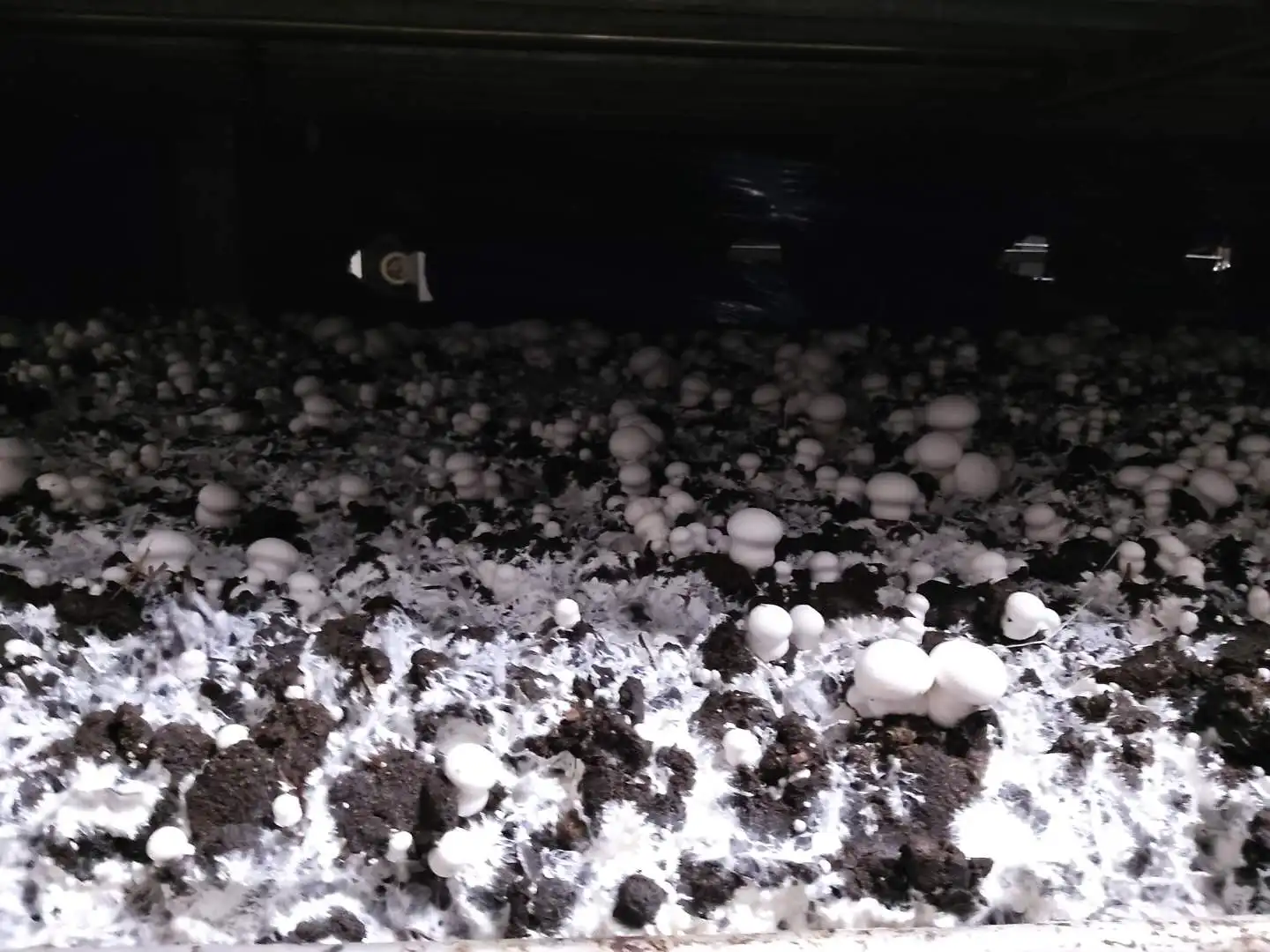 Замороженные белые грибы Agaricus Bisporus цена