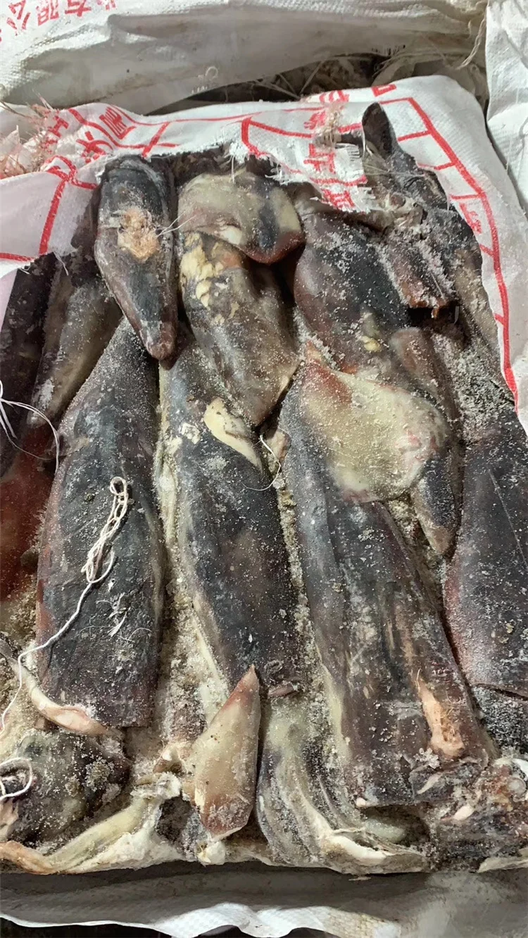 Гигантского кальмара Перу кальмар dosidicus gigas