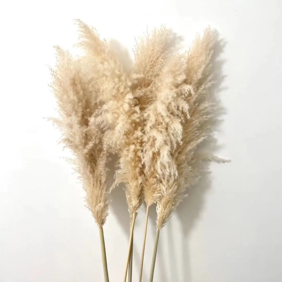 
Hot Selling Natural Dried Pampas Grass Fluffy Pampas Grass Large for Decorations 