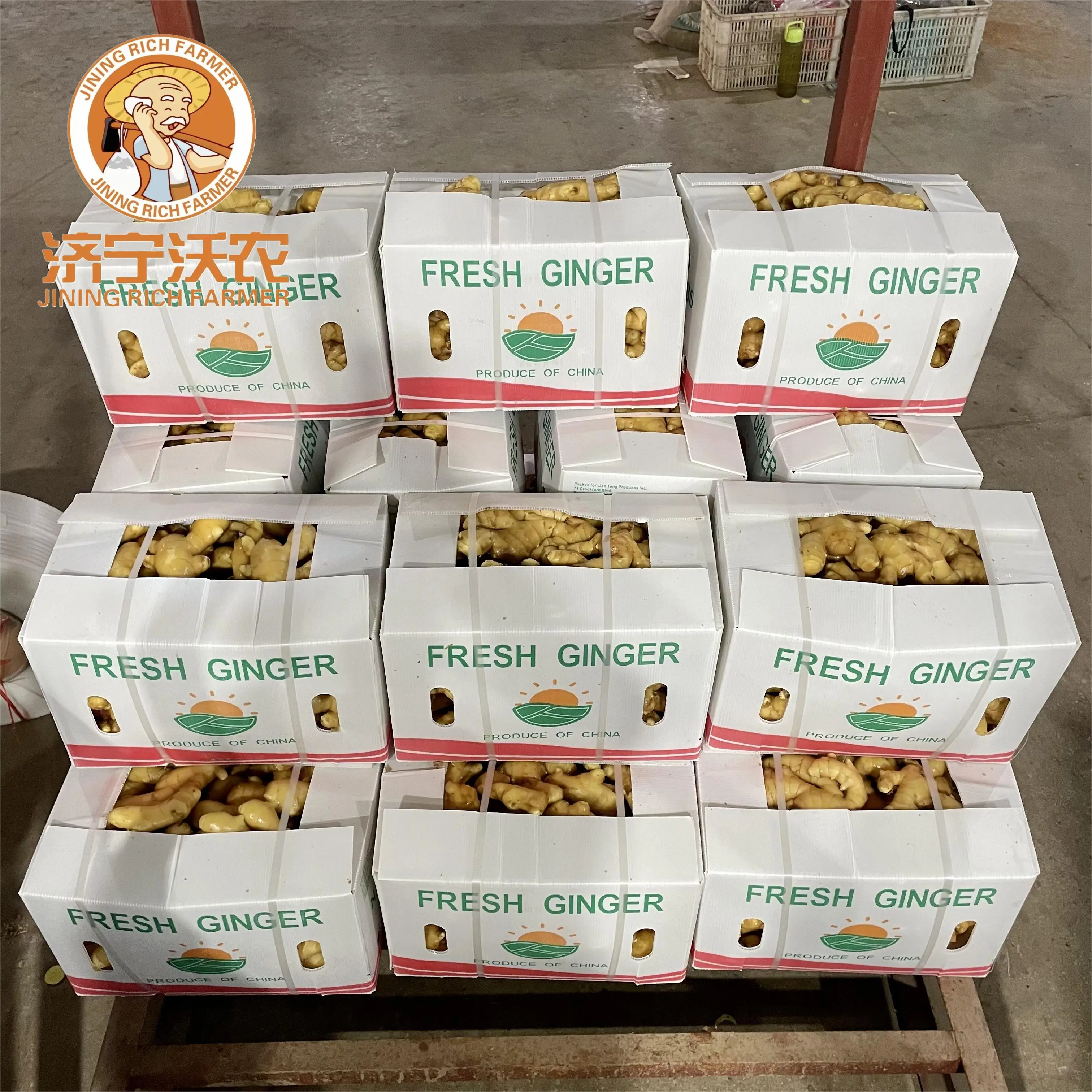 new crop fresh ginger best price fresh washed ginger best quality professional export organic