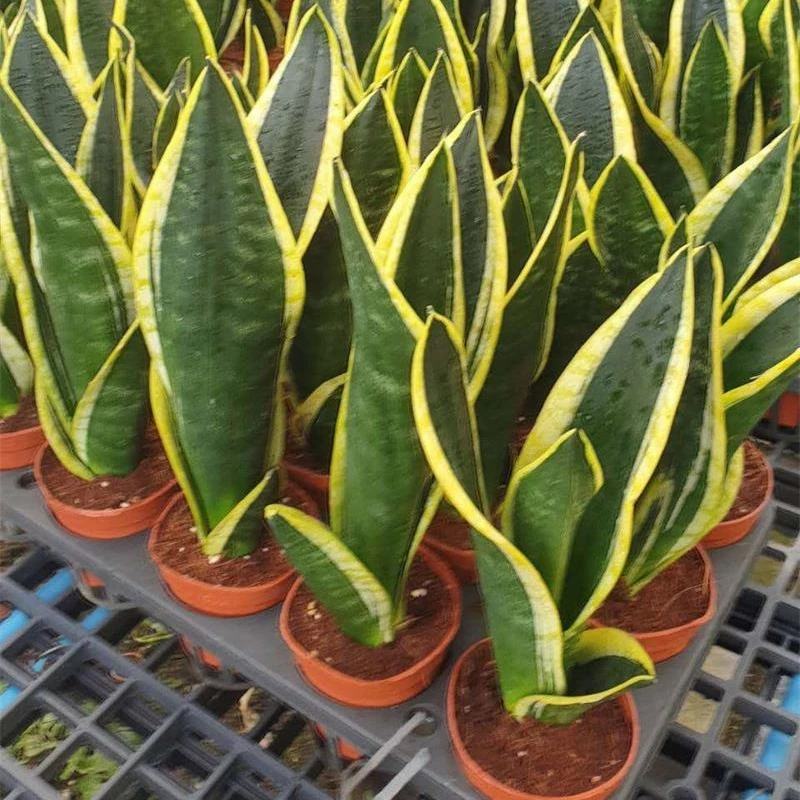 Sansevieria trifasciata Prain 50-60cm 5pp