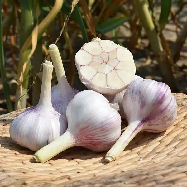 Fresh Solo Garlic From China White Garlic/Pure White Garlic/White Garlic Hot Sale