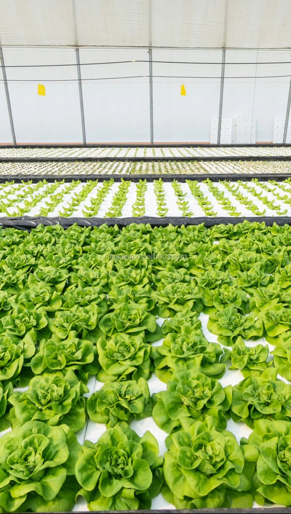 Agricultural NTF Hydroponic Growing System