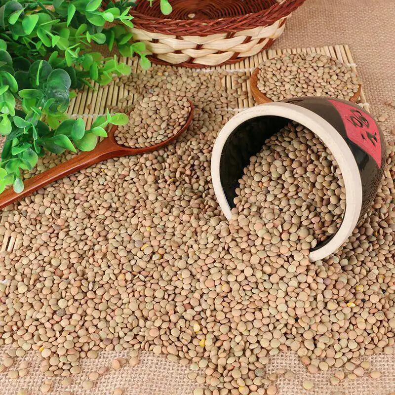 Premium Quality Chinese Green Lentils Organic Dried Lentils Seeds