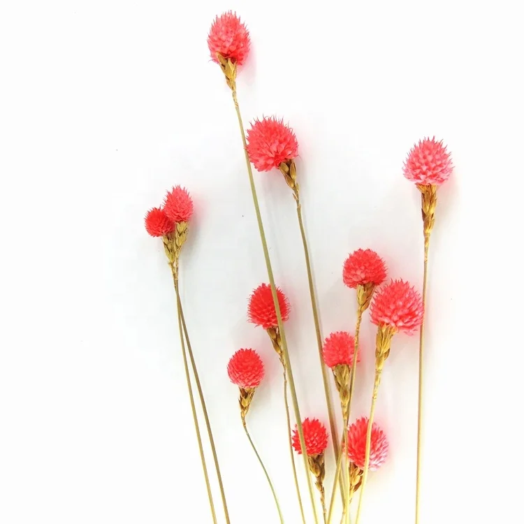 Wholesale red preserved globe amaranth preserved flowers artificial flowers wedding decoration