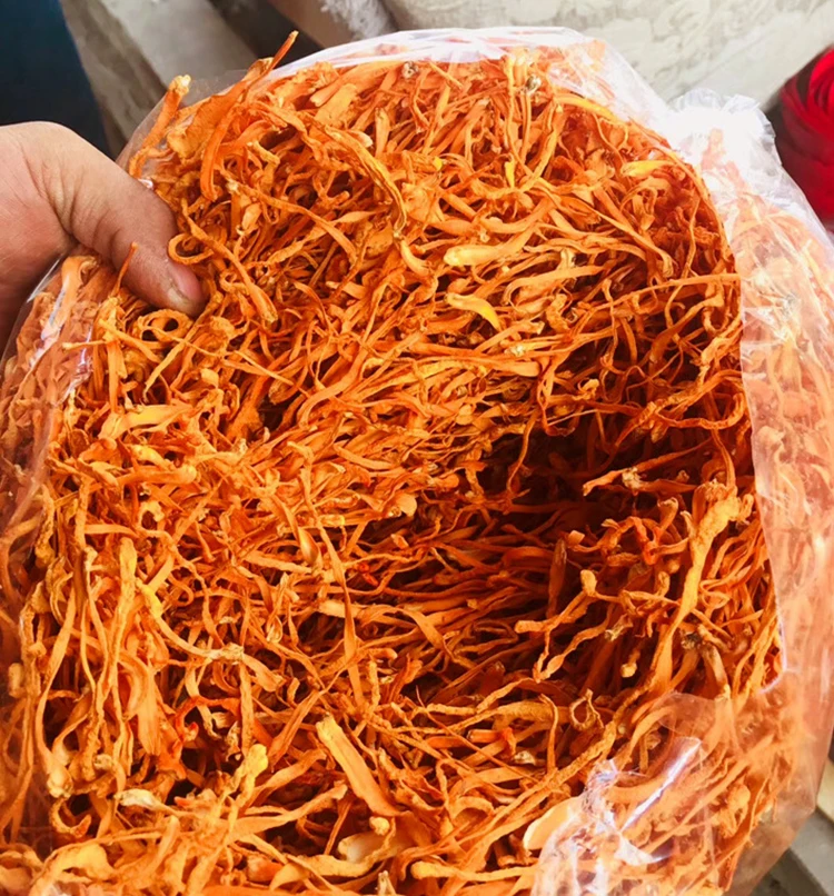 golden Mushroom Militaris Dried Cordyceps Flower for sale