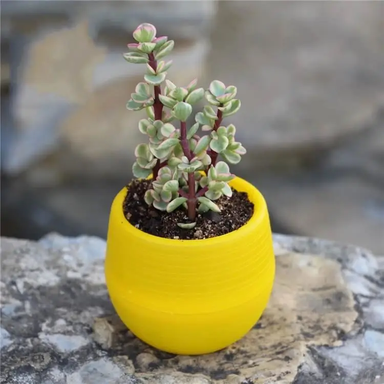 Disassembly Combination Plastic Mini Plant Flower Pot