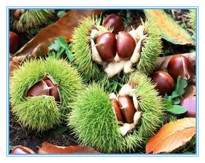 fresh chestnuts